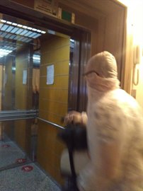 Ankara Duru Kz renci Yurdu 