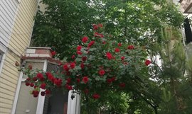Didem K�z ��renci Yurdu - Bah�e