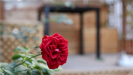 Avc�lar �zel Piyano K�z Yurdu