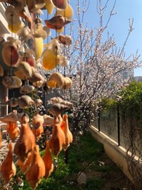 Bah�elievler Sandal K�z ��renci Yurdu - Bah�e