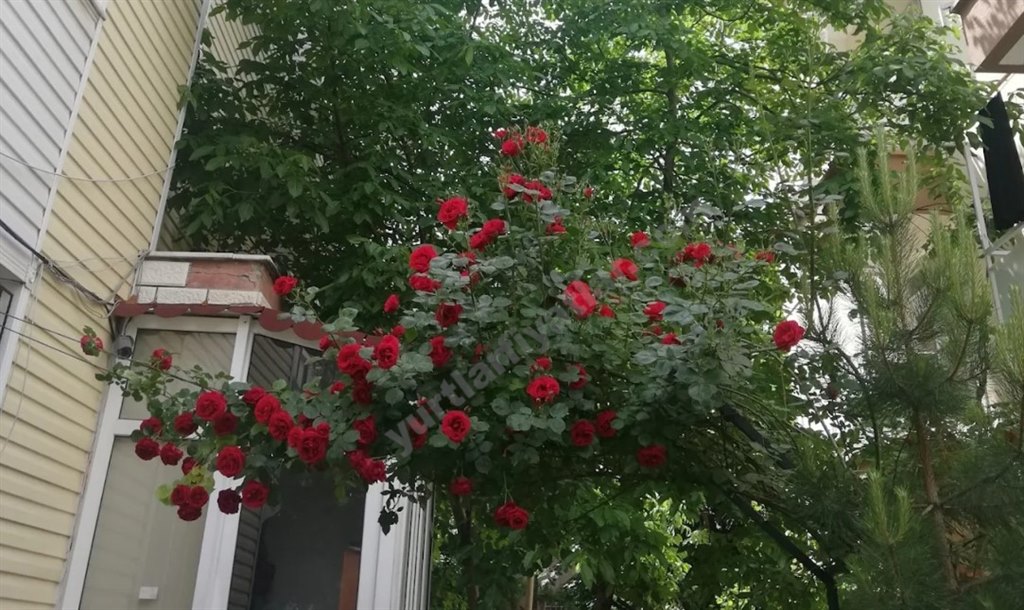 Didem K�z ��renci Yurdu - Bah�e